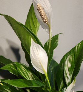 spathiphyllum, barışçiçeği, yelkençiçeği, ankaraçiçekçi