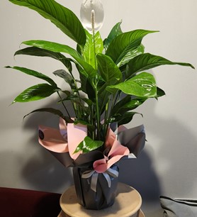 spathiphyllum, barışçiçeği, yelkençiçeği, ankaraçiçekçi