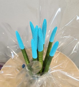 örgülü paşa kılıcı, sansevieria,ankara bitki siparişi